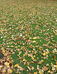 Image showing orange leaves on the grass