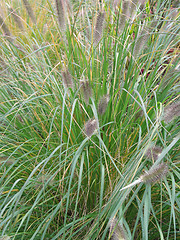 Image showing long green grass