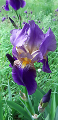 Image showing Beautiful iris flower