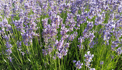 Image showing Beautiful blooming lavender in summer