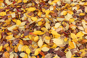 Image showing Colorful carpet of fallen autumn leaves