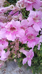 Image showing Perennial bush with beautiful large pink delicate flowers