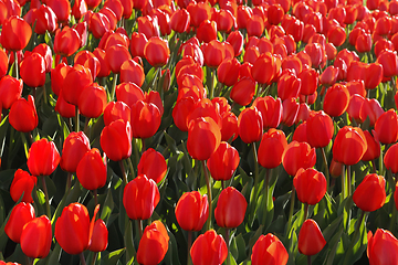 Image showing Beautiful red tulips glowing on sunlight