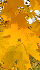Image showing Bright autumn yellow foliage of maple tree