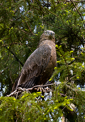 Image showing European honey buzzard (Pernis apivorus)