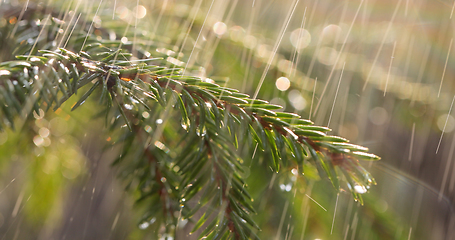 Image showing Rain on a sunny day. Close-up of rain on the background of an ev