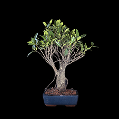 Image showing banyan fig bonsai over dark background