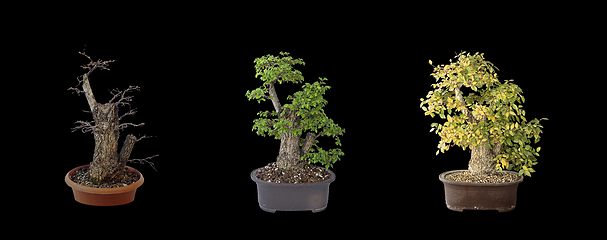 Image showing beautiful elm bonsai, four years of development