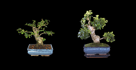 Image showing Carmona bonsai, two years development
