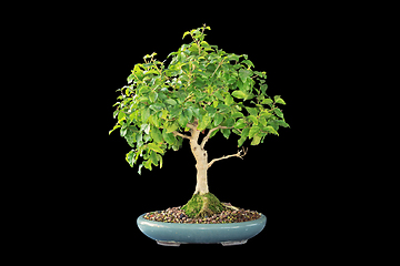 Image showing chinese privet bonsai isolated on dark background