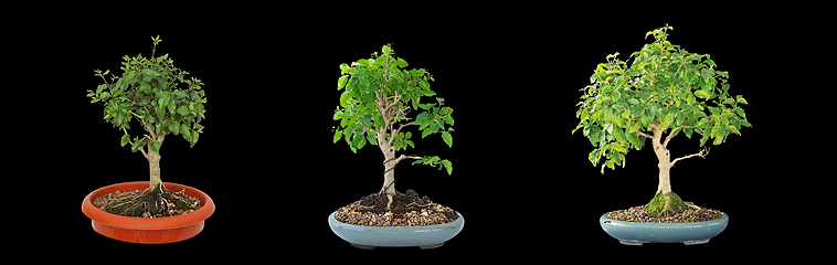 Image showing chinese privet bonsai isolated on dark background