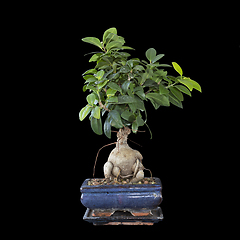 Image showing isolated ficus ginseng bonsai