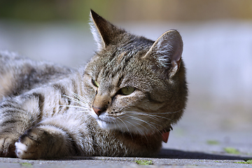 Image showing portrait of domestic beautiful cat