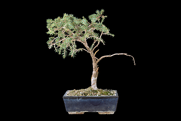 Image showing spruce bonsai over dark background