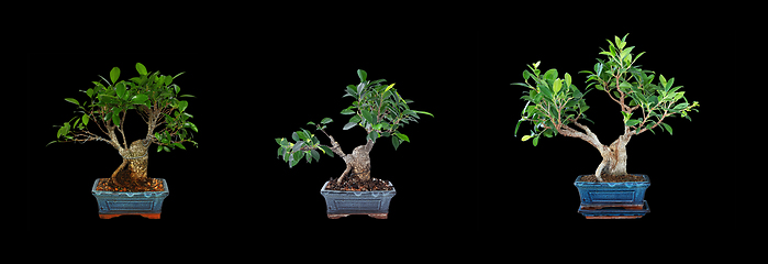 Image showing two years development of a fig bonsai