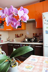 Image showing pink orchid in luxurious kitchen