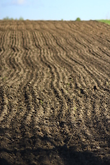 Image showing plowed land ready for planting potato in village