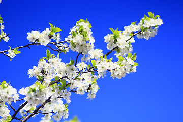 Image showing blossoming tree of plum on background of blue sky