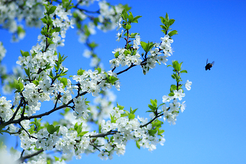 Image showing blossoming tree of plum on background of blue sky