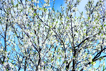 Image showing blossoming tree of plum on background of blue sky