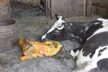 Image showing mother cow looking after its just newborn calf