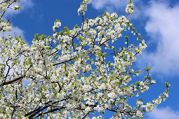 Image showing blossoming tree of plum on background of blue sky