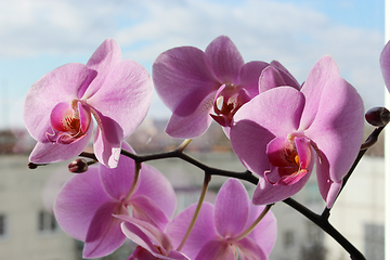 Image showing branch of the blossoming pink orchid