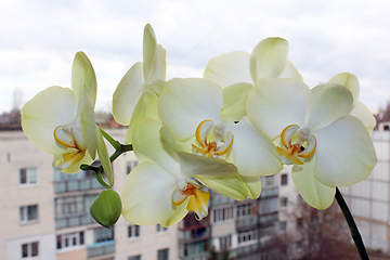 Image showing branch of the blossoming white orchid