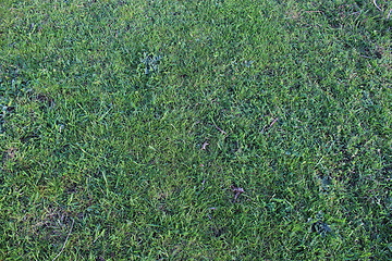 Image showing first spring green grass on the field