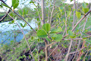 Image showing young leaves of alder in the spring