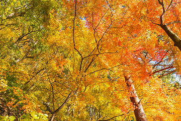 Image showing Fall trees and leaves