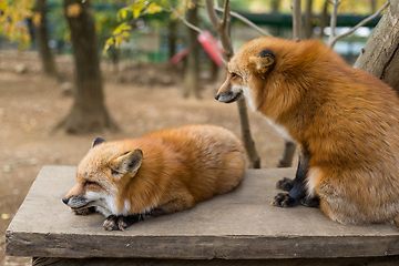 Image showing Cute pair of fox