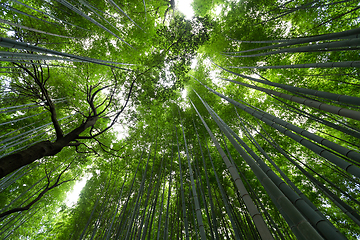 Image showing Bamboo forest from low angle