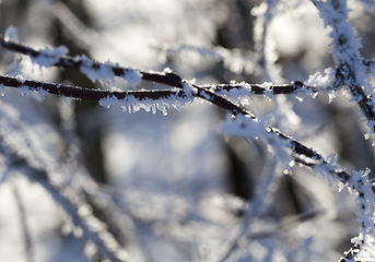 Image showing Winter time of the year