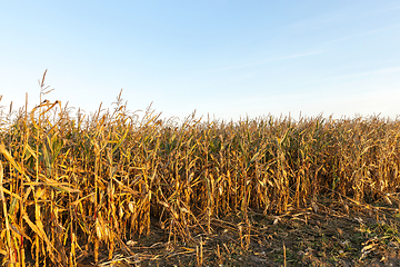 Image showing ears of ripe corn