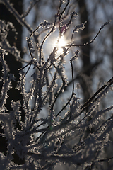 Image showing Frost on the branches of a tree