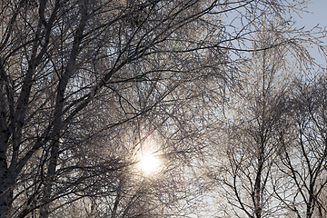 Image showing Rime on the branches of trees