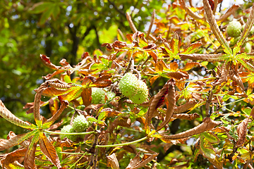 Image showing the leaves on the trees