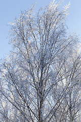 Image showing Winter landscape, close-up