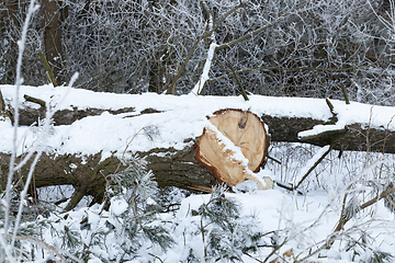 Image showing Winter time of the year, photo