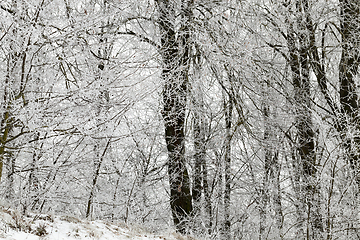 Image showing Frost in the trees