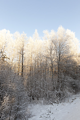 Image showing Winter landscape, close-up