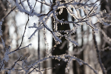 Image showing Hoarfrost on the branches of a tree