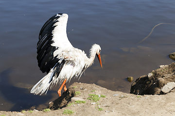 Image showing Stork without wings