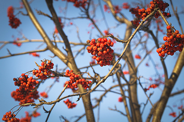 Image showing Branches of mountain ash (rowan) with bright red berries