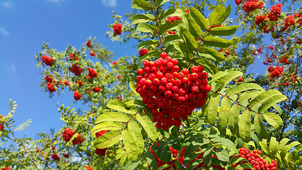 Image showing Branches of mountain ash or rowan with bright red berries 