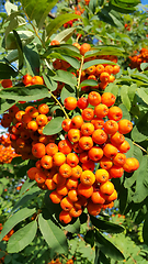 Image showing Branches of mountain ash with bright orange fruits
