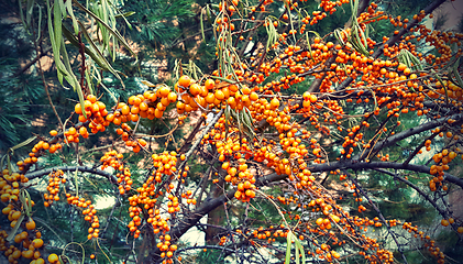 Image showing Branch of ripe bright autumn sea buckthorn berries