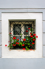 Image showing Old vintage window with geranium flowers