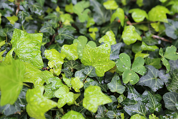 Image showing Close-up of wet leaves of plants with water drops